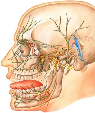 V Kolmoishermo, nervus trigeminus Kolmoishermo on suuri hermo, jolla on kolme päähaaraa, silmähermo (n. ophthalmicus), yläleukahermo (n. maxillaris) ja alaleukahermo (n. mandibularis).