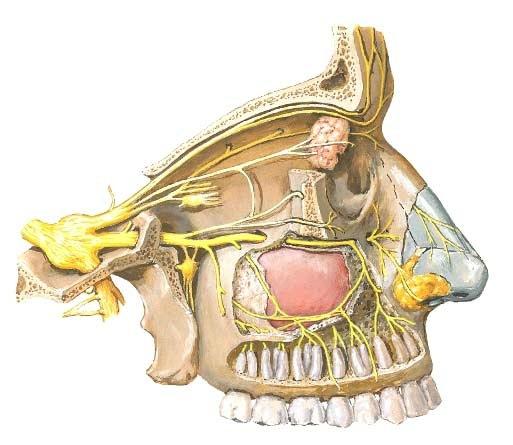 Hermon haarat on nimetty hermotusalueen mukaan (frontalisotsalle, nasociliaris nenään ja silmään, lacrimalis kyynelrauhasen seutuun). Parasympaattinen ganglion ciliare liittyy tämän hermon haaroihin.