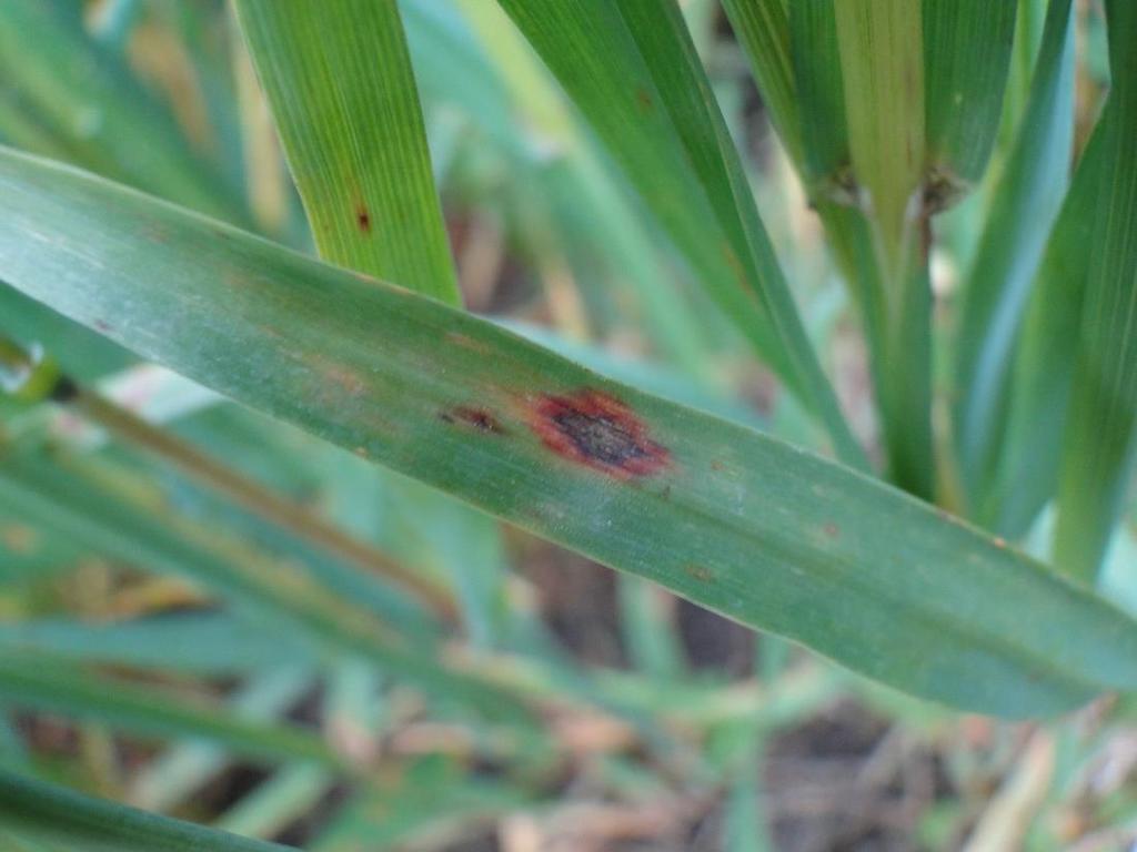 Kuva 3. Kauranlehtilaikku (Ville Ruohonen 2013) Ruskolaikkua (Stagonospora nodorum) esiintyy eniten runsassateisina kesinä.