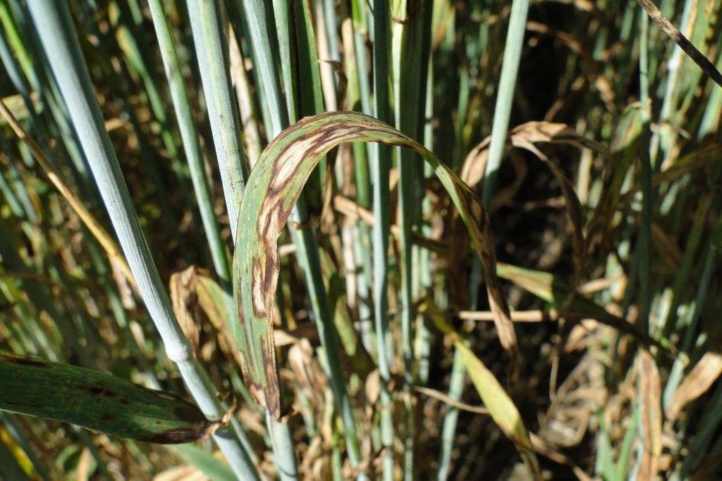 Rengaslaikkua (Rhynchosporium secalis) esiintyy ohralla, rukiilla, ruisvehnällä sekä joillakin heinälajeilla.