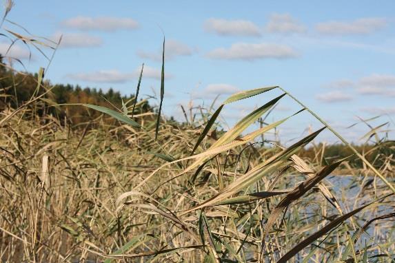 Jätevesijärjestelmien toimivuusseuranta Vehmaan vesistöjen hoitosuunnitelma (Vehmaan vesistöjen hoito- ja suojelu yhdistys ry) Kustavin