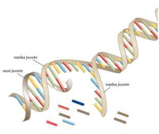 Soluelimet kasvavat ja jakautuvat Dna kahdentuu