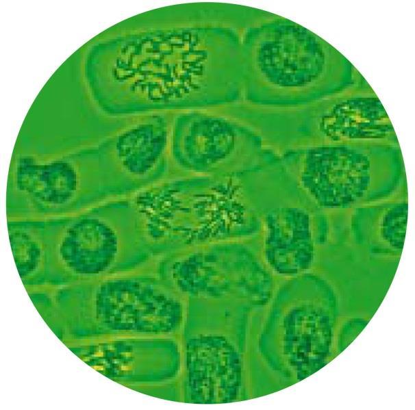 6. Sipulin juurenkärkipreparaatti a) Etsi ja nimeä sipulin juurenkärkipreparaatista tehdystä valomikroskooppikuvasta mitoosin eri vaiheita.