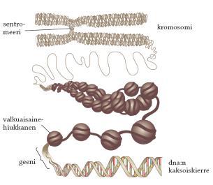 Dna-molekyyleistä muodostuvat kromosomit ja kromosomeista kromosomistot Kromosomi: Dna-molekyyli + proteiinimolekyylejä Kromosomien määrä, koko ja muoto vaihtelevat eri lajeilla.