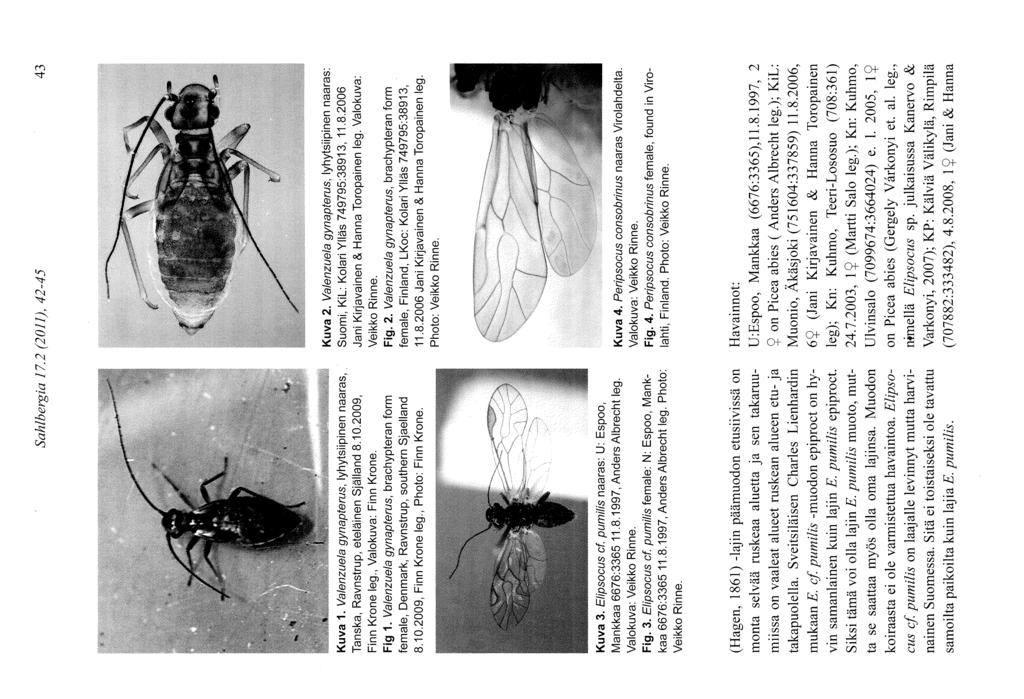 Sahlbergia 1 7. 2 (20 1 1 ), 42-4 5 43 Kuva 1. Valenzuela gynapterus, lyhytsiipinen naaras, Tanska, Ravnstrup, eteläinen Själland 8.10.2009, Finn Krone leg., Valokuva: Finn Krone. Fig 1.