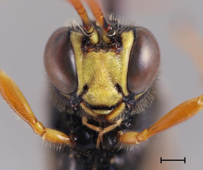 (A) Habitus of female in lateral