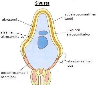 10 lien kuljetus siittiön päästä munasoluun. Postakrosomaalinen tuppi sisältää todennäköisesti munasolun aktivointiin tarvittavia signalointiproteiineja. (Sutovsky & Manandhar 2006, 3 5, 6.) KUVIO 2.