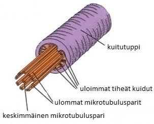 11 KUVIO 3. Aksoneeman rakenne (Ross & Pawlina 2011, muokattu) Siittiön häntä voidaan jakaa neljään suureen segmenttiin: liitoskappaleeseen, keskiosaan, pääosaan ja loppuosaan.