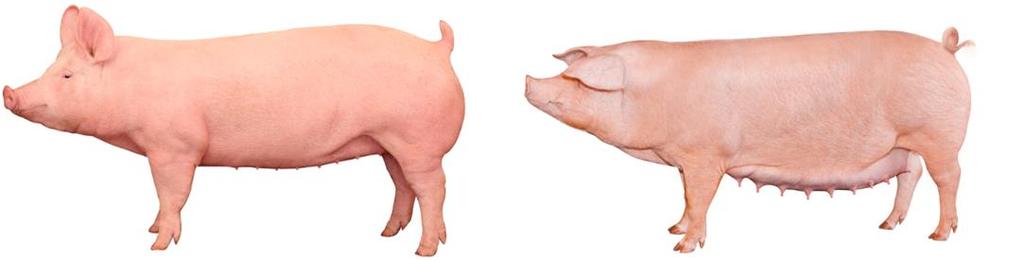 18 3 TOPIGS NORSVIN JA DANAVL 3.1 Topigs Norsvin ja emärodut Topigs Norsvin on yhtiö, joka syntyi vuonna 2014 Topigs Internationalin ja Norsvin Internationalin fuusioituessa.