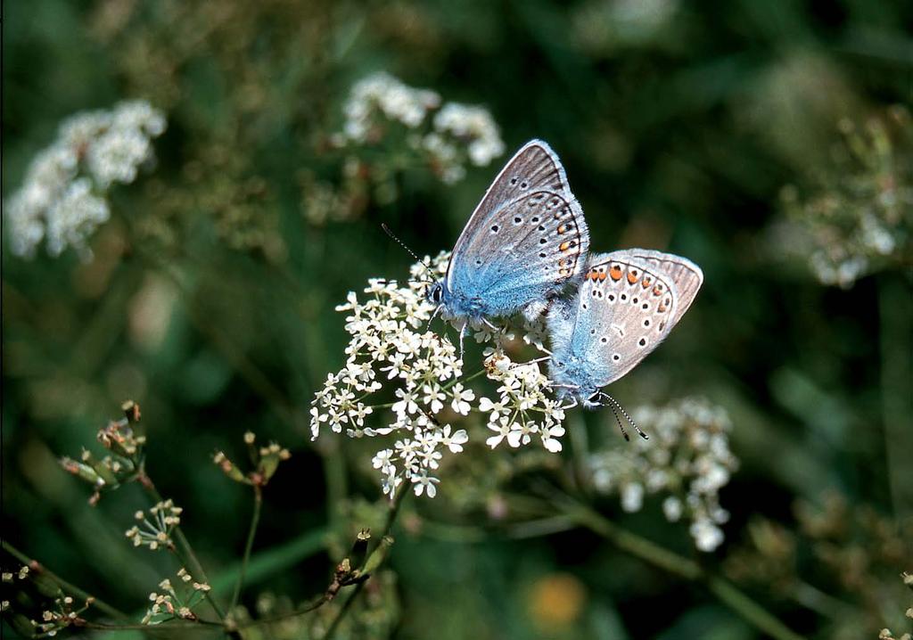 Janne Heliölä Hopeasinisiipi on niittyjen sinisiivistä yleisin, ja sen kannat ovat pysytelleet muita vakaampina. hohtosinisiivelle (Plebeius artaxerxes, P. semiargus, P. amandus ja P. icarus).