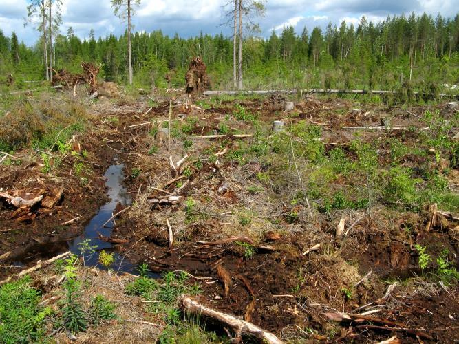 Voidaanko jatkuvapeitteisellä metsänkasvatuksella välttää