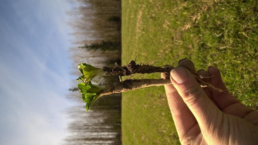 Erikoinen maku saattaa saada yksittäiset etenkin