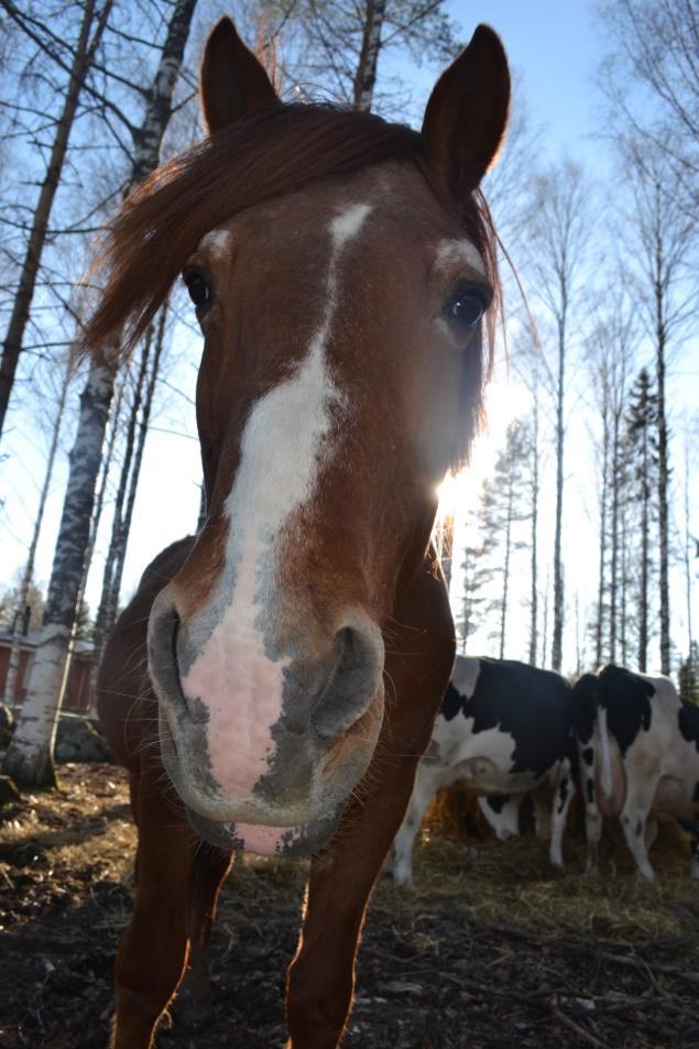 VASTUU ELÄIMISTÄ Toimiva