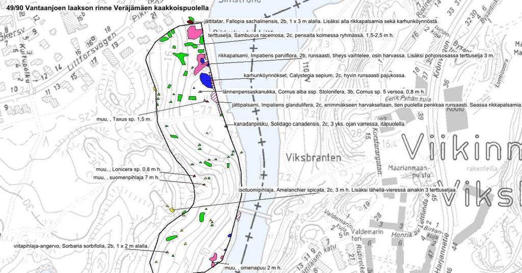 12 3.1. Vantaanjoen laakson rinne Veräjämäen kaakkoispuolella (49/90), Veräjämäki isotuomipihlaja, Amelanchier spicata isotuomipihlaja,