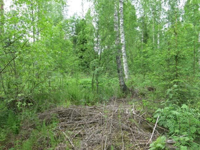 Aivan vähäisiä soistumia löytyy alueen koilliskulmalta, avokallioita ei ole