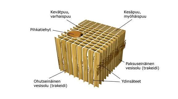 7 suunnassa on havuviilulla 6 prosenttia.