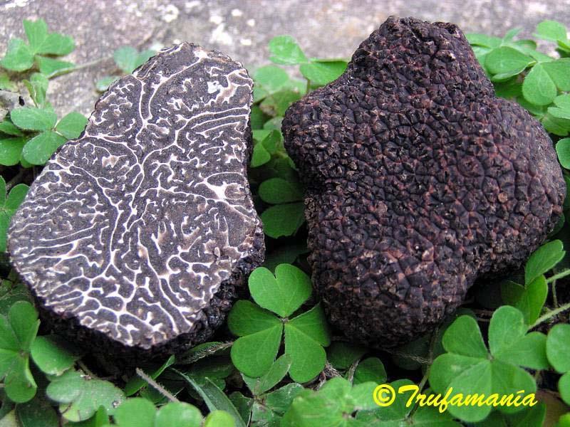 3.8.3. Tuber melanosporum Suomalaisittain mustatryffeli tai Perigordin musta timantti on arvostettu ranskalainen tryffeli.