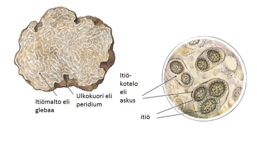 3.2. Morfologia Tryffelin itiöemän eli syötävän mukulan ulkokuorta kutsutaan nimellä peridium. Se suojaa sientä bakteereilta ja sienitaudeilta.