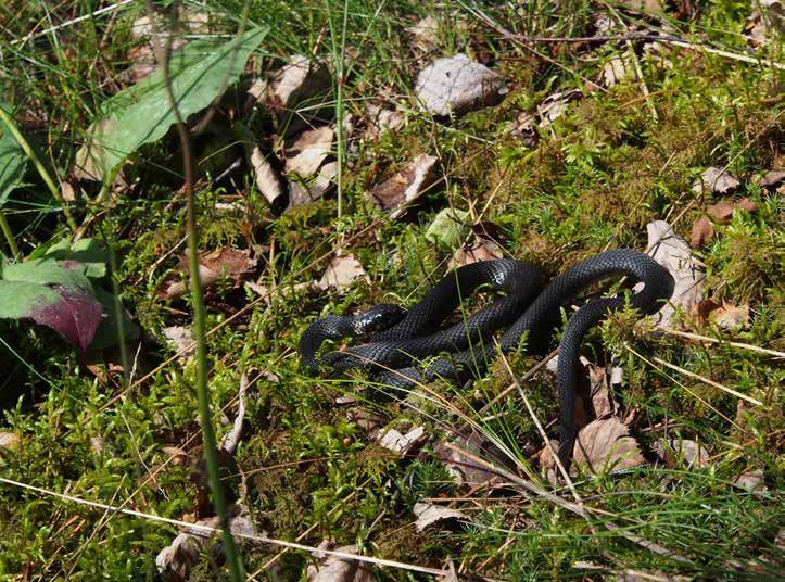 2.4 Luonto Uutelassa on lukuisia merkittäviä luontoarvoja.