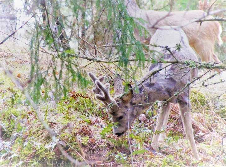 1993 puoliavoimien merenrantaniittyjen ja maankohoamisen myötä merestä kuroutuneiden laguunilahtien säilyttämiseksi. Särkkäniemessä on arvokasta kasvilajistoa ja vanhapuustoista lahopuumetsää.
