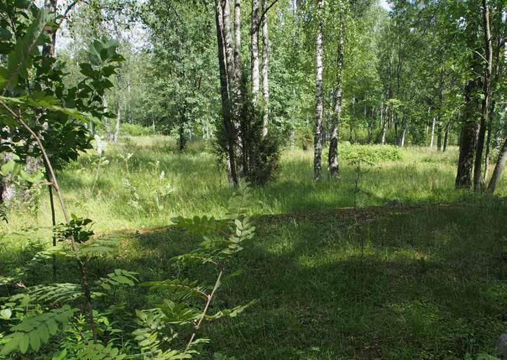 Niillä elää monia eri kasveja, hyönteisiä, lintuja, lepakoita, sieniä sekä vanhojen puiden rungoilla viihtyviä jäkäliä ja sammalia.