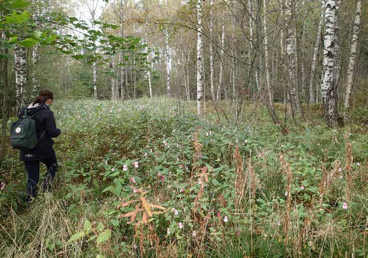 Kuviolla sijaitsee myös Uutelan vanha koira-aitaus, ratsastuskenttä ja palstaviljelyalue, jotka kaikki on perustettu Skatan tilan vanhoille tiluksille.
