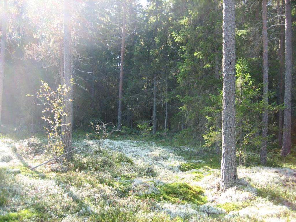 YVA-selostus Liite