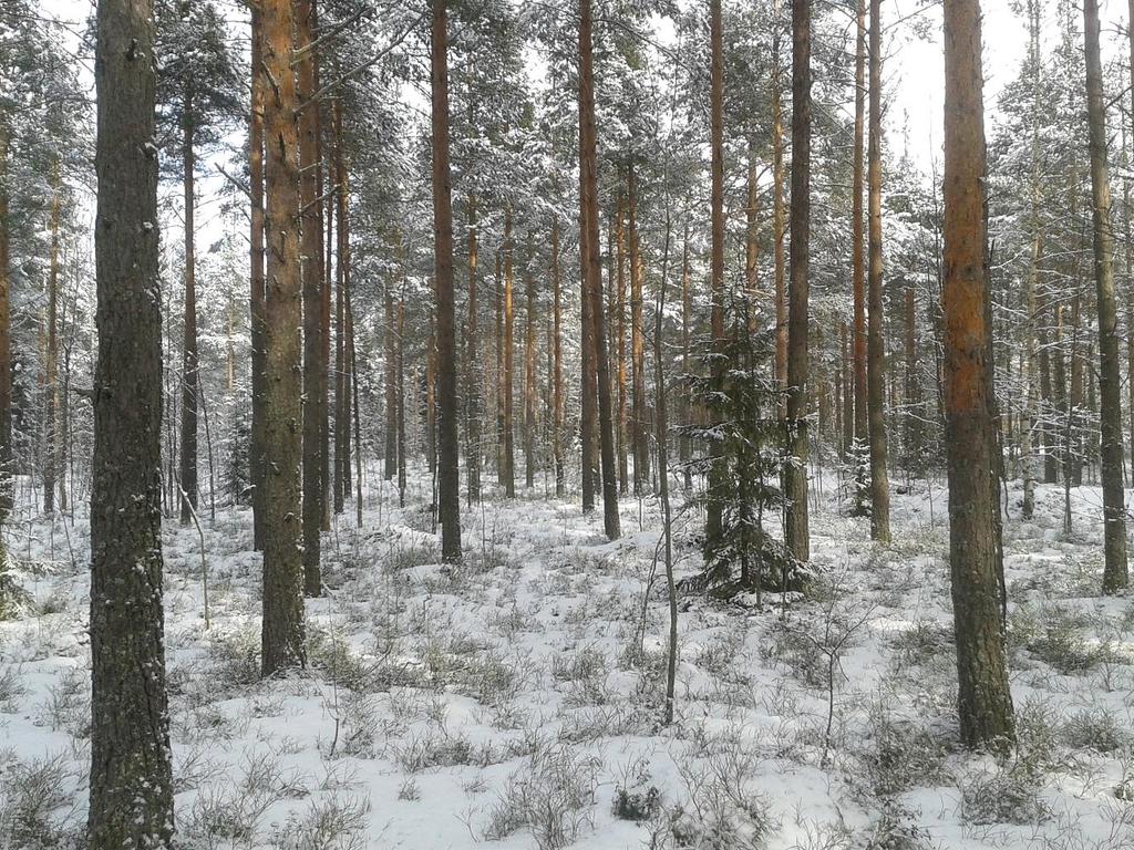Kenttäkerros Mäntyvaltaisilla alueilla kenttäkerroksen valtalajeja ovat mustikka ja puolukka.