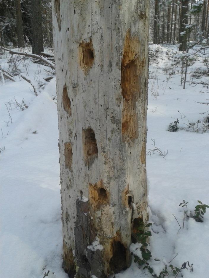 alueen itäosan rinteen yläosassa on varttunut haapa, jossa on tikan noin 50 mm leveä kolo (kaiverrettu mahdollisesti viime syksynä tai aiemmin).