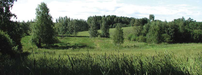 Osayleiskaavalla voidaan ottaa kantaa myös yhteyden mitoitukseen. Kuva 106 Hevosia Laalahdessa.