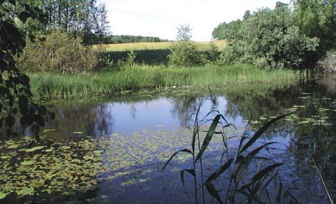 Sorilanjoki on jyrkkärantainen, ja sen vedenpinta on syvällä uomassa. Lisävarjoa tarjoaa etelärannan kasvillisuus, joka on tärkeä tekijä Sorilanjoen vedenlaadun kannalta. Kuva 16. Utukanlammi.