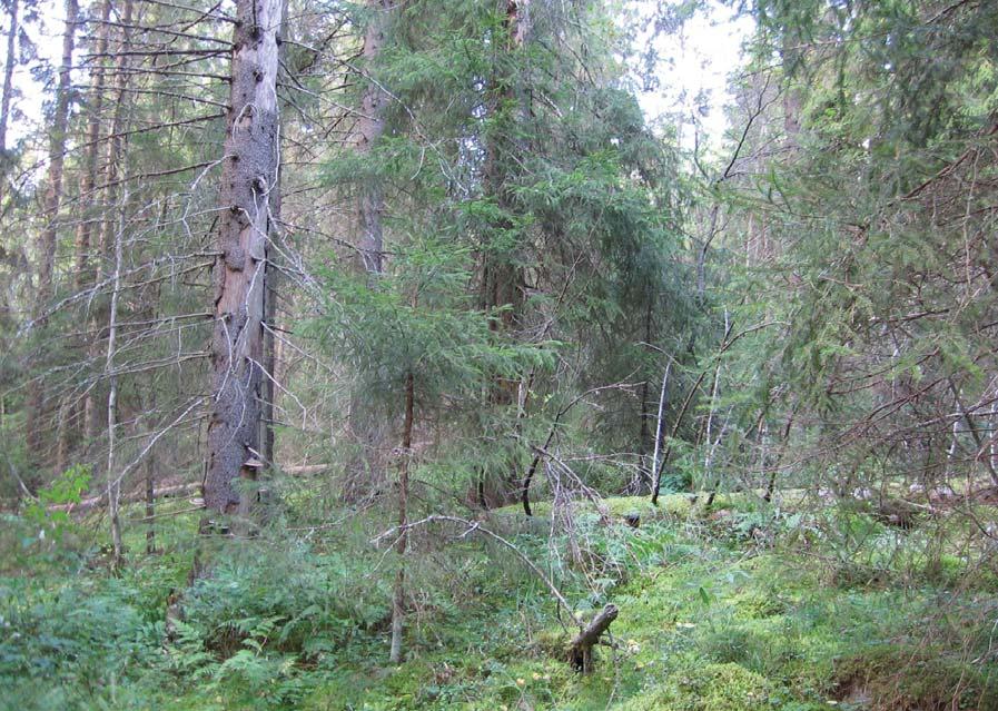 Kuva 25. Maunukan vanhaa metsää. keskus) kappaletta sekä muita arvokkaita elinympäristöjä 5 kappaletta. Muita huomion arvoisia kohteita löydettiiin 38 kappaletta.