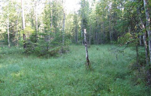 3. Kohdekuvaus: Rantaluhta; saraneva. Arvoluokka: Mahdollinen metsäluonnon erityisen tärkeä Puustoa: Jokunen pieni hieskoivu (Betula pubescens). Pensastoa: Kiiltolehtipaju (Salix phylicifolia).