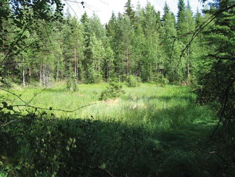 17. Kohdekuvaus: Vähäpuustoinen suo; sarakorpi. Puustoa: Ympärillä taimikkoa ja nuorta puustoa. Kenttäkerroksen lajistoa: Jokapaikan-, pullo- sekä luhta- ja pullosaran risteymä.