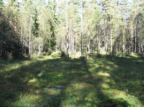 Nevapinnalla rahka- (Carex paucifl ora), juurto-, pullo-, muta- ja tähtisara, kurjenjalka, rönsyrölli (Agrostis stolonifera), raate ja luhtavilla.
