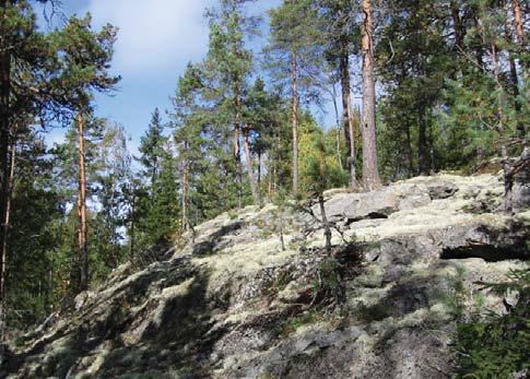 Kuva 34. Komea jäkälikkökallio selvitysalueen pohjoisella rajalla, kohde nro 40. 38. Kohdekuvaus: Tuore-kuivahko lehto; sinivuokkokäenkaali-/ lillukka-nuokkuhelmikkä-tyyppiä.
