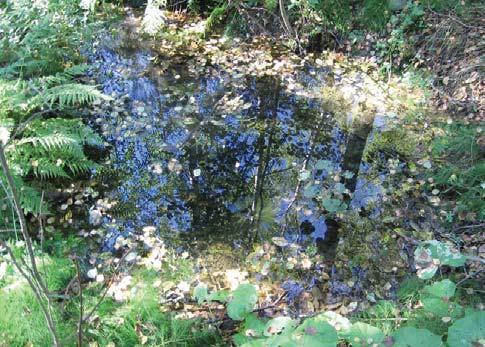 Kenttäkerroksen lajistoa: metsäkurjenpolvi, lehtovirmajuuri, sudenmarja, huopaohdake, hiirenporras, mesiangervo, vuohenputki, sormisara (Carex digitata) ja isotalvikki (Pyrola rotundifolia).