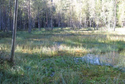 Kenttäkerroksen lajistoa: korpi- ja metsäimarre, isoalvejuuri, sudenmarja, lillukka, sinivuokko, suokeltto, metsäkorte ja vanamo.