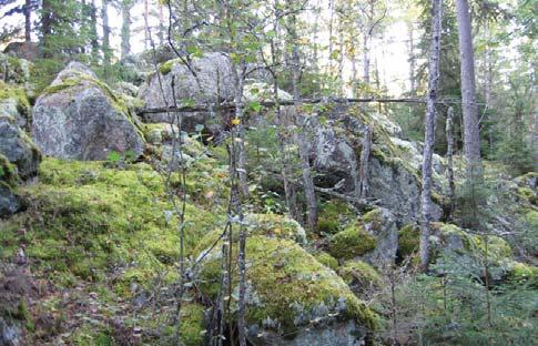 49. Kohdekuvaus: Louhikko. Puustoa: Nuori puusto; mänty, rauduskoivu ja kuusi. Kenttäkerroksen lajistoa: Kallioimarre, puolukka, metsälauha ja vanamo.