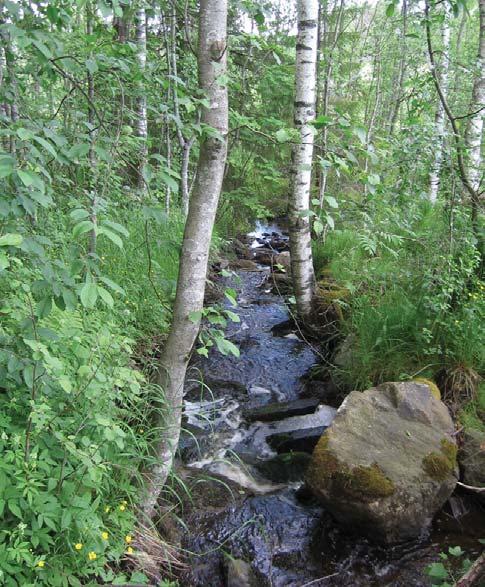 Kenttäkerroksen lajistoa: Vuohenputki, korpikaisla, lehtonurmikka, lillukka, käenkaali, terttualpi, rentukka, purolitukka, pitkäpääsara ja rantamatara (Galium palustre).