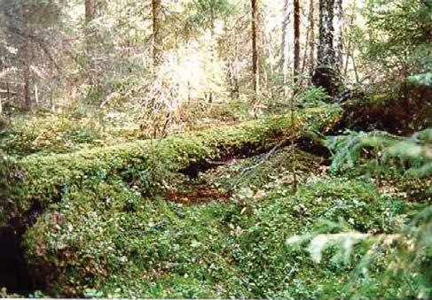 Kuva 47. Vanhaa metsää Tarastenjärven kaatopaikan pohjoispuolella. 95. Kohdekuvaus: Rehevä korpi; ruohoinen heinäkorpi. Puustoa: Kuusi. Pensastoa: Vadelma.