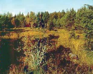 Kohdekuvaus: Metsäniitty. Arvoluokka: Muu arvokas Puustoa: Mänty. Kenttäkerroksen lajistoa: Särmäkuisma, nurmitädyke, isoaho-orvokki, ojakärsämö (Achillea ptarmica), siankärsämö (A.