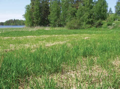 Kenttäkerroksen lajistoa: Koiranputki, sananjalka, sudenmarja, ojakellukka, nuokkuhelmikkä, aitovirna, ahomatara, puna-ailakki (Silene dioica) ja lehtonurmikka. Pohjakerroslajistoa: Metsäliekosammal.