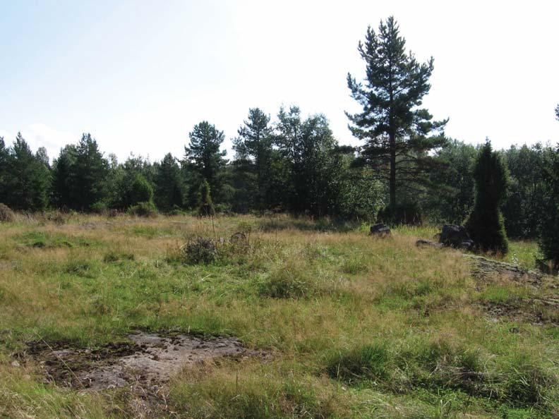 129. Kohdekuvaus: Tuore lehto; vuohenputki-metsäimarre-/ lillukka-metsäimarre-tyyppi. Puustoa: Nuorta Puustoa: harmaaleppä, vaahtera, pihlaja, raita, rauduskoivu ja kuusi.