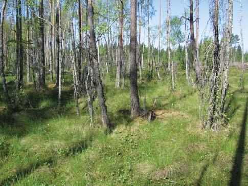 Nämä kohteet ovat yleensä ihmisen aikoinaan voimakkaasti muokkaamia, mutta jotka nyttemmin ovat ennallistuneet tai hyvää vauhtia ennallistumassa.