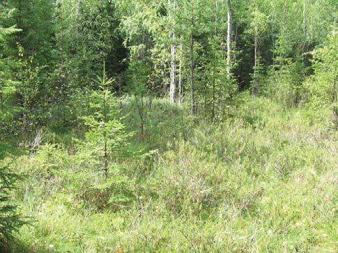 Kuva 55. Räme Palonkylässä, kohde S. U. Kohdekuvaus: Rehevä pelto-oja. Puustoa: Harmaaleppä, kuusi, tuomi ja koivu. Pensastoa: Kiiltolehtipaju ja punaherukka.