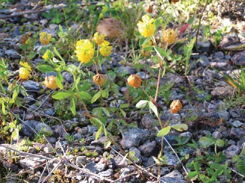 arvokkain ensimmäisenä. Statuslajisto on nostettu esille lihavoinnilla. 1. Laalahti Vehkalahti.