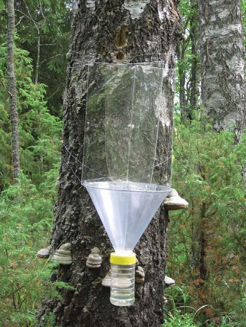 kuoriaislajistoa ovat jymypallovesiäinen (Cercyon obsoletus, CR) ja pörrölyhytsiipi (Dinothenarus pubescens, R, VU).