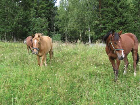 niittyjen välisiä yhteyksiä ja metapopulaatioverkoston eheyttä. Niittyjen välisiä yhteyksiä olisi mahdollista parantaa sopivia puuttomia väyliä säilyttäen ja muodostaen sekä myös purouomia avartaen.