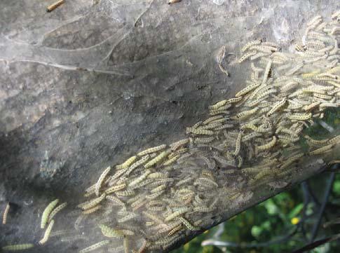 Kuva 76. Tuomenkehrääjäkoin (Yponomeuta evonymellus) toukkia ja niiden erittämää seittiä tuomen rungolla. tummaruskoyökkönen (Mniotype bathensis) ja haapaperhonen.
